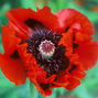 Papaver 'glowig amber'- mak - Papaver 'Glowig Amber'- mak 2