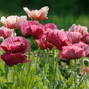 Papaver 'marlene'- mak - Papaver 'Marlene' 2