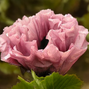 Papaver 'marlene'- mak - Papaver 'Marlene' 3