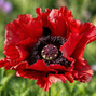 Papaver 'red rumble' - mak - Papaver 'Red Rumble' - mak