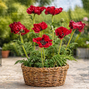Papaver 'red rumble' - mak - Papaver 'Red Rumble' - mak 2