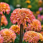 Rudbeckia 'summerina glow sugar shake' - rudbekia k1l - Rudbeckia 'Summerina Glow Sugar Shake' - rudbekia K1L 1 