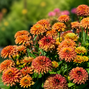 Rudbeckia 'summerina glow sugar shake' - rudbekia k1l - Rudbeckia 'Summerina Glow Sugar Shake' - rudbekia K1L 2