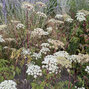 Selinium wallichianum - olešník - Selinium wallichianum