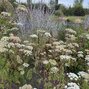Selinium wallichianum - olešník - Selinium wallichianum 1