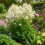 Thalictrum 'cotton ball' - žltuška - Thalictrum 'Cotton Ball' 