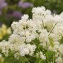 Thalictrum 'cotton ball' - žltuška - Thalictrum 'Cotton Ball'  1