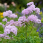 Thalictrum 'cotton candy' - žltuška - Thalictrum 'Cotton Candy'
