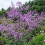 Thalictrum 'hewitt's double'- žltuška - Thalictrum 'Hewitt's Double'