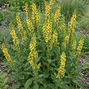 Verbascum nigrum - divozel - Verbascum nigrum