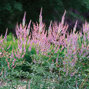 Veronicastrum 'fascination' - veronika - Veronicastrum 'Fascination'