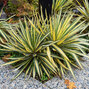 Yucca 'color guard' - juka - Yucca 'Color Guard' 