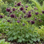 Aquilegia 'black barlow' - orlíček - Aquilegia 'Black Barlow'
