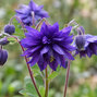 Aquilegia 'blue barlow' - orlíček - Aquilegia 'Blue Barlow' 