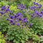 Aquilegia 'blue barlow' - orlíček - Aquilegia 'Blue Barlow'  1