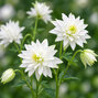 Aquilegia 'white barlow' - orlíček - Aquilegia 'White Barlow'