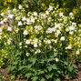 Aquilegia 'white barlow' - orlíček - Aquilegia 'White Barlow' 1