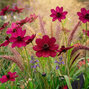 Cosmos atrosanguineus - Cosmos atrosanguineus