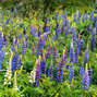 Lupinus 'gallery blue' - lupína - 9250305 Lupinus polyphyllus 'Gallery Blue' 02