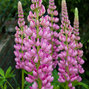 Lupinus 'gallery pink' - lupína - 9251687 Lupinus polyphyllus 'Pink' 01