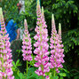 Lupinus 'gallery pink' - lupína - 9251687 Lupinus polyphyllus 'Pink' 02
