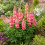 Lupinus 'rachel de thame' 1l - lupína - Lupinus 'Rachel de Thame' 