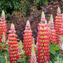 Lupinus 'tequila flame' - lupína k1l - 9252668 Lupinus west country 'Tequila Flame' 01