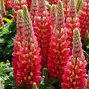 Lupinus 'tequila flame' - lupína k1l - 9252668 Lupinus west country 'Tequila Flame' 02
