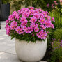Alstroemeria 'incalys purple' - alstroméria k2l - Alstroemeria 'Incalys Purple' 