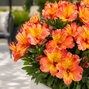 Alstroemeria 'incalys salmon' - alstroméria k2l - Alstroemeria 'Incalys Salmon' 1