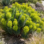 Euphorbia characias wulfenii - mliečnik - Euphorbia characias wulfenii 