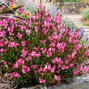 Gaura 'siskiyou pink' - gaura - Gaura 'Siskiyou Pink'