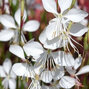 Gaura ʹwhirling butterfliesʹ - gaura - Gaura ʹWhirling Butterfliesʹ 1