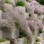 Gypsophila 'rosenschleier' - gypsomilka - Gypsophila 'Rosenschleier'