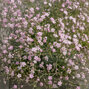 Gypsophila 'rosenschleier' - gypsomilka - Gypsophila 'Rosenschleier' 1