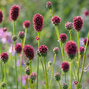 Sanguisorba 'proud mary' - krvavec - Sanguisorba 'Proud Mary' 