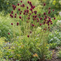 Sanguisorba 'proud mary' - krvavec - Sanguisorba officinalis 'Proud Mary'