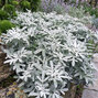 Artemisia 'silver brocade' - palina - Artemisia 'Silver Brocade' 
