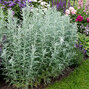 Artemisia 'silver queen' - palina - Artemisia 'Silver Queen' 