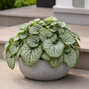 Brunnera 'silver carpet' - brunera - Brunnera 'Silver Carpet' 