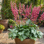 Heuchera 'berry timeless' - heuchera - Heuchera 'Berry Timeless' - heuchera 1