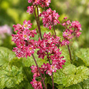 Heuchera 'berry timeless' - heuchera - Heuchera 'Berry Timeless' - heuchera 2