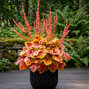 Heuchera 'eternal flame' - heuchera - Heuchera 'Eternal Flame'