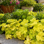 Heuchera 'lemon love' - heuchera - Heuchera 'Lemon Love' - heuchera 1