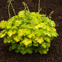 Heuchera 'lemon love' - heuchera - Heuchera 'Lemon Love' - heuchera 2