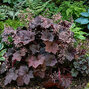 Heuchera 'palace purple' - heuchera - Heuchera 'Palace Purple'