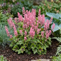 Heucherella 'pink revolution' - heucherela - Heucherella 'Pink Revolution'