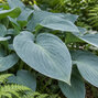 Hosta 'halcyon' - funkia - Hosta 'Halcyon' detail listu 
