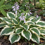 Hosta 'patriot' - funkia - Hosta 'Patriot' 