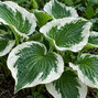 Hosta 'patriot' - funkia - Hosta 'Patriot'  1